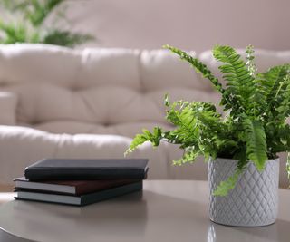 Potted Boston fern on table