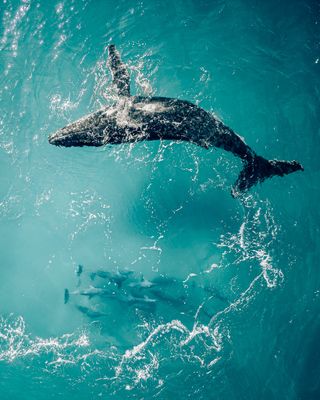 A humpback whale and a pod of dolphns