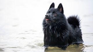 schipperke in water