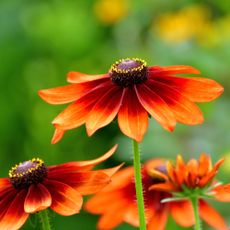 red and orange rudbeckia flower