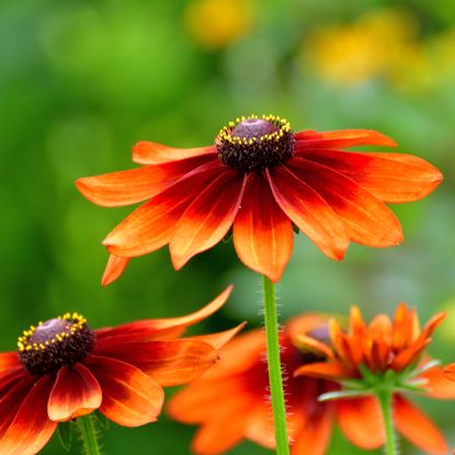 red and orange rudbeckia flower