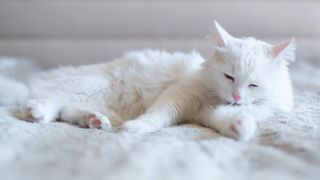 Turkish Angora