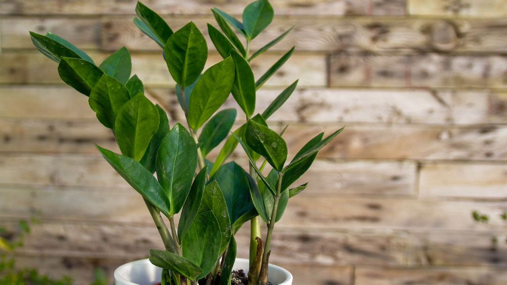 close up ZZ plant in pot 