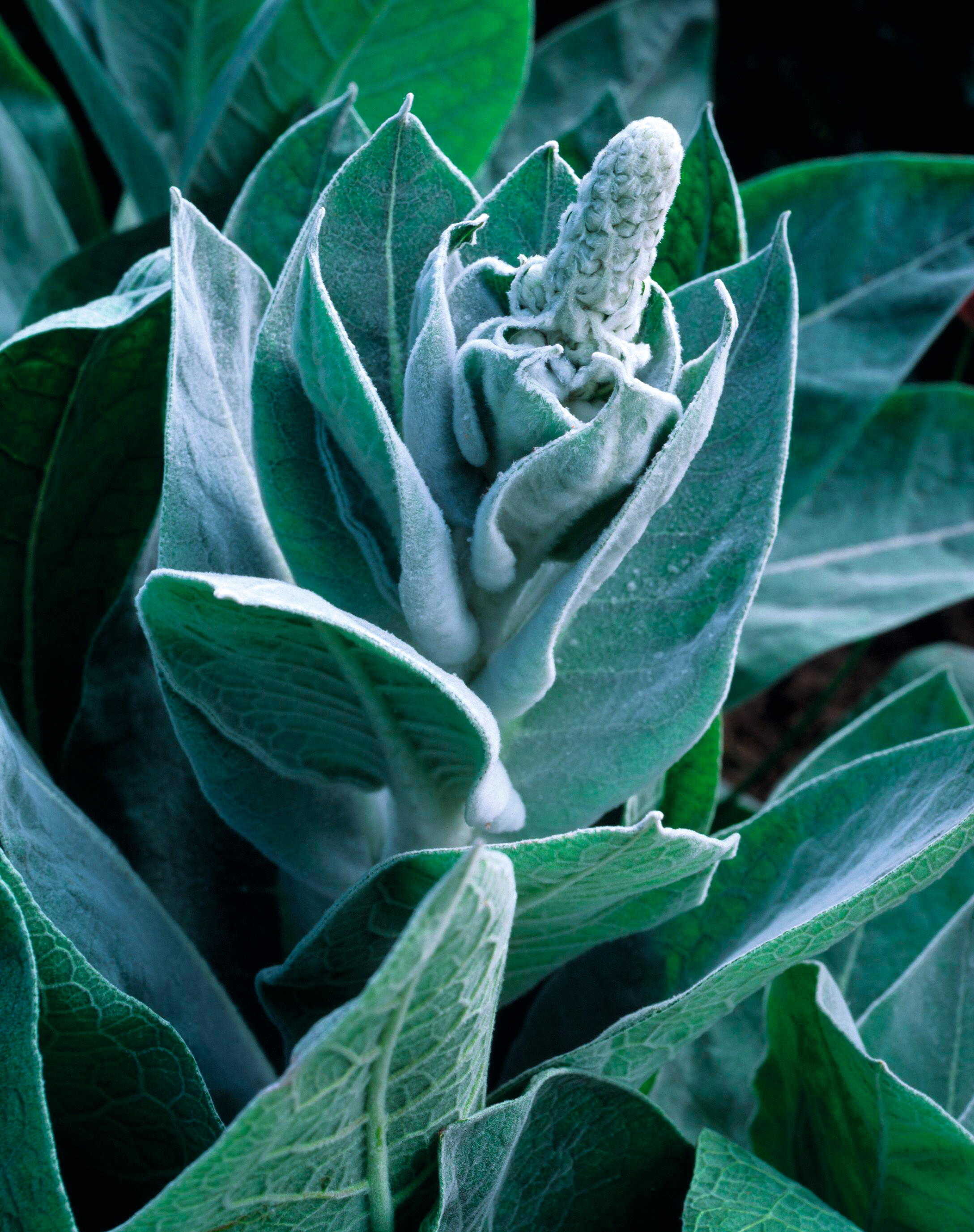 Uses of verbascum
