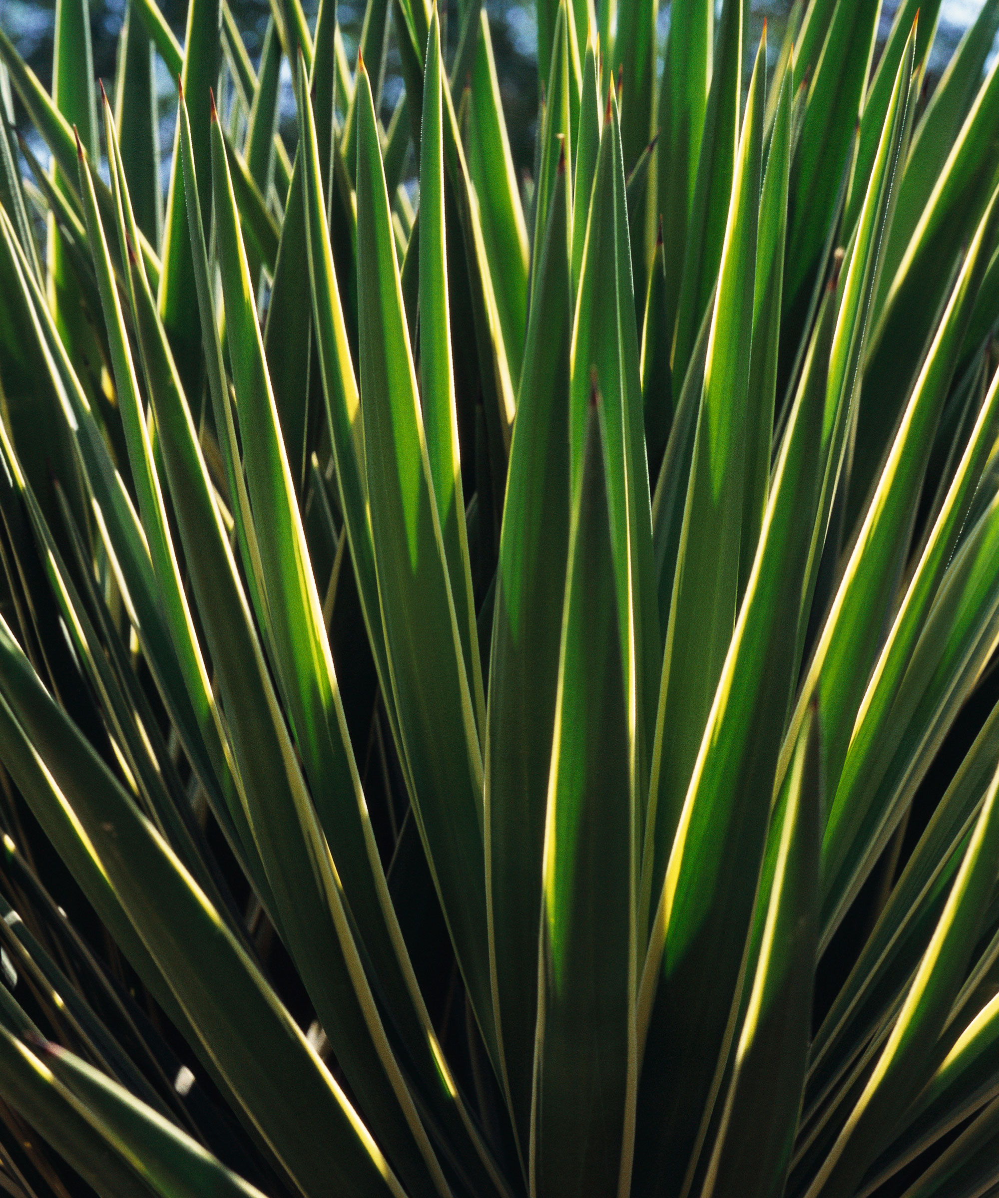 Yucca filamentosa leaves