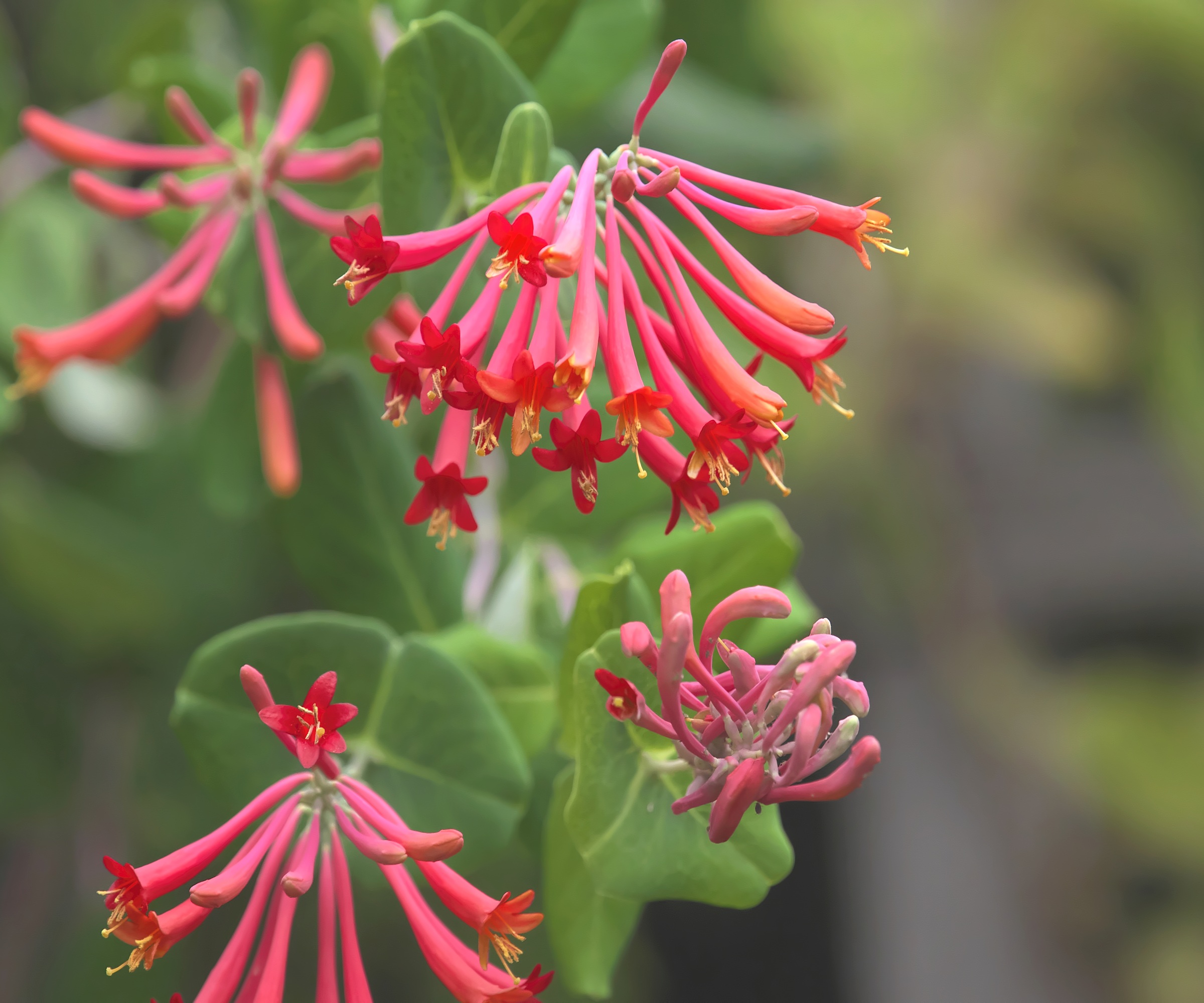 Coral honeysuckle,