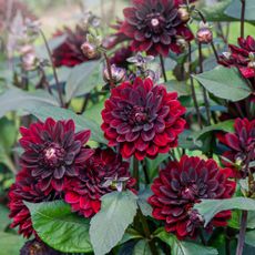 Red dahlias with green leaves