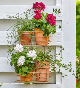 white fence with shower caddy hanging planter filled with geraniums