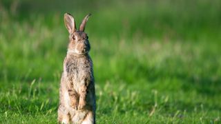 Rabbit standing up in grass