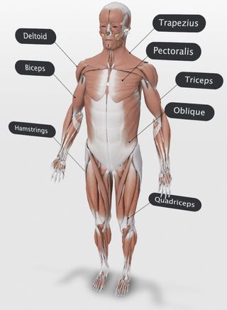 Muscular System Google 3d