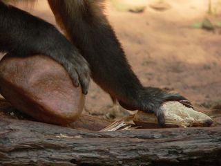 Bearded capuchin monkeys place nuts in their most stable positions before cracking them.