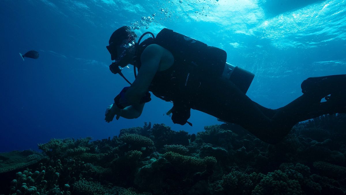 How to watch 'Expedition X: Atomic Sharks' – stream 'Shark Week' 2026 from anywhere