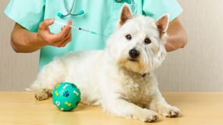 Does pet insurance cover vaccines? Highland Terrier getting a vaccine from a vet