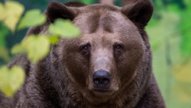 Brown bear