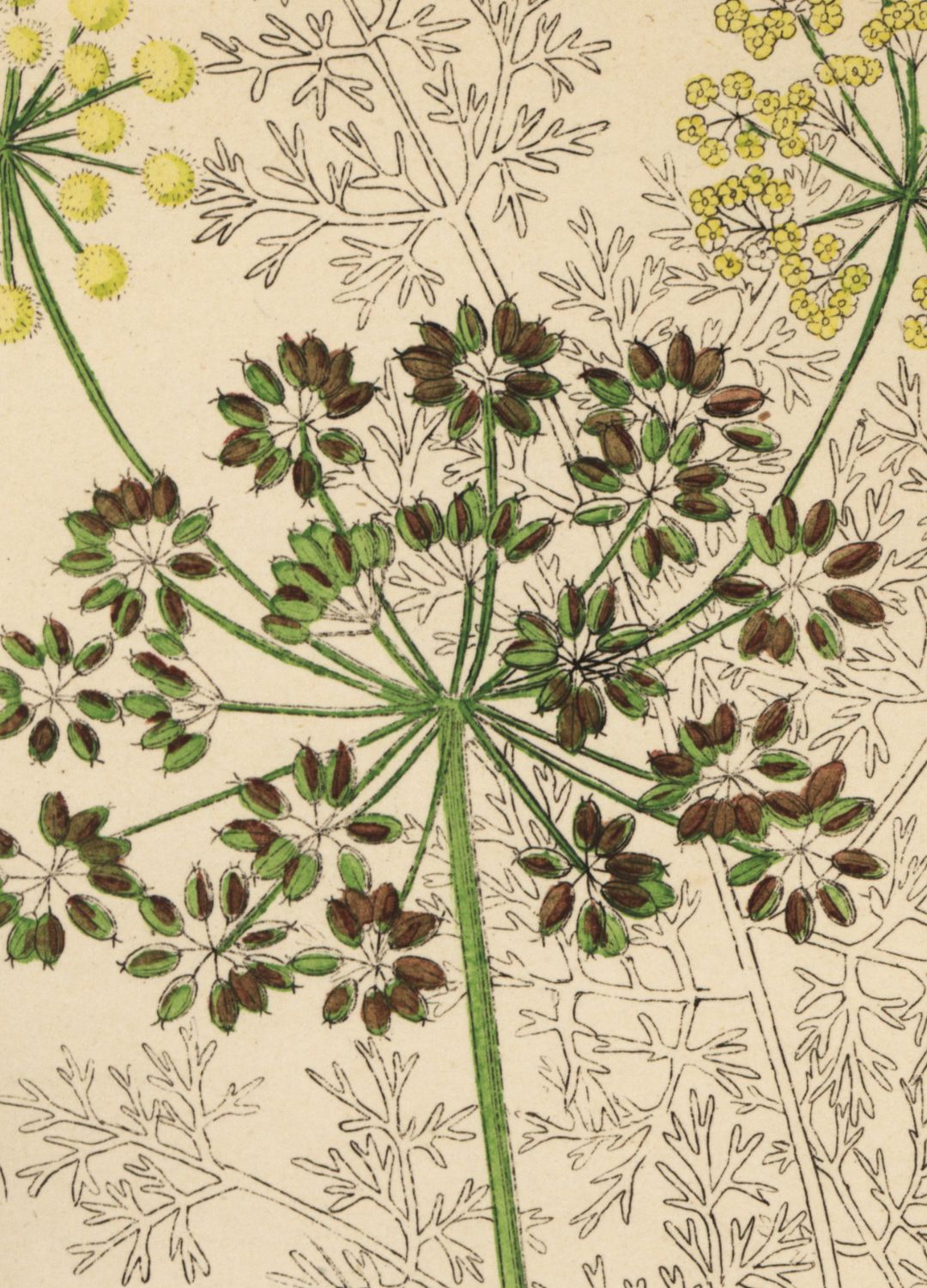 Asafoetida