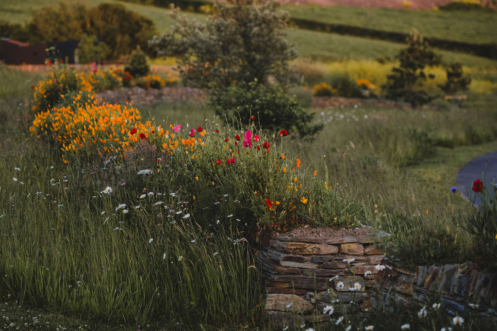 Cornish eco-cabin site by Darren Hawkes, leafy flowering meadow