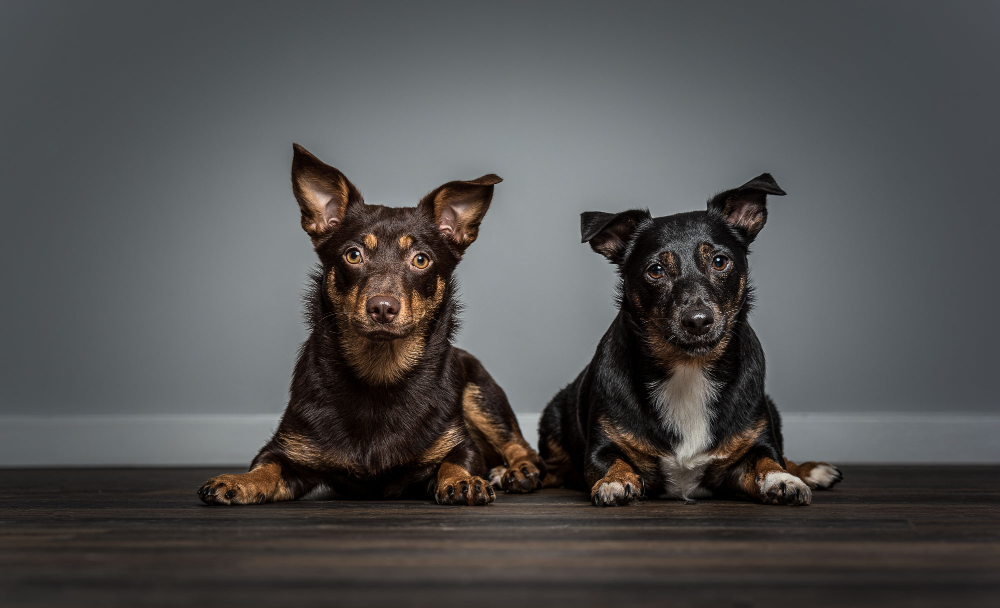 Two Lancashire Heelers, one chocolate brown and the other black and tan with a white chest, lying side by side on a dark wooden floor against a plain grey backdrop, both looking directly at the camera.