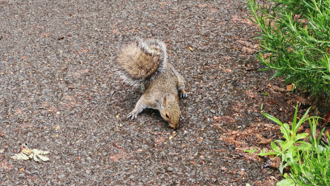 Honor 400 Pro sample images