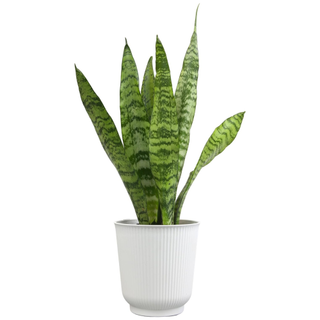 Altman Plants Variegated Snake Plant from Amazon