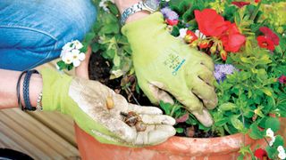 how to remove slugs from the garden