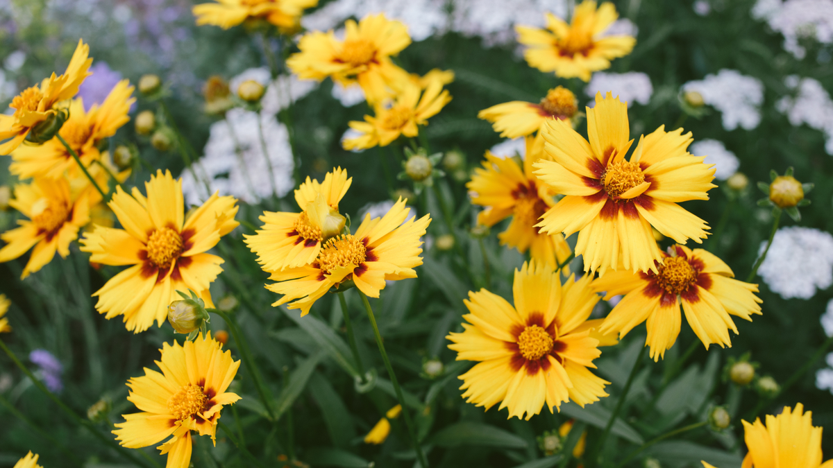 7 Flowers to Plant in June for Bold Late-Summer Color That Lasts Into Fall – They're So Easy to Grow