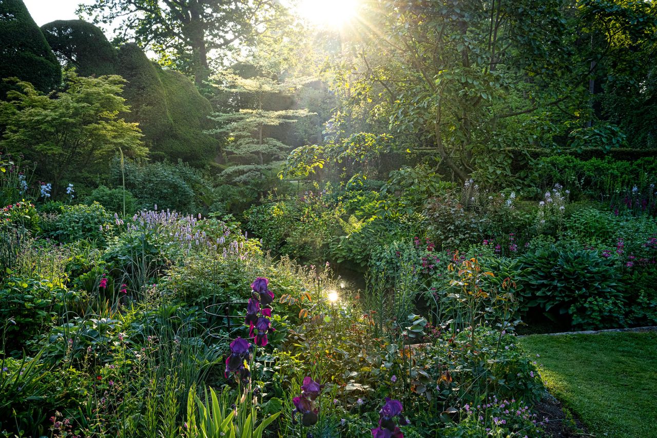 Iris, hostas, sanguisorba and hot pink Gladiolus byzantinus in the Long Borders. The Paulownia Border and Millstream at Melbourne Hall Gardens, Derbyshire © Andrea Jones/Garden Exposures Photo Library