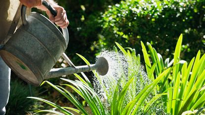 Watering garden plants with a watering can