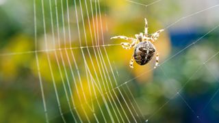 A European garden spider (Araneus diadematus) spinning a web.