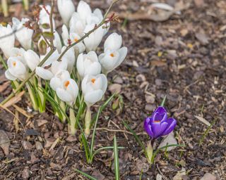 Purple and white crocuses growing through mulch