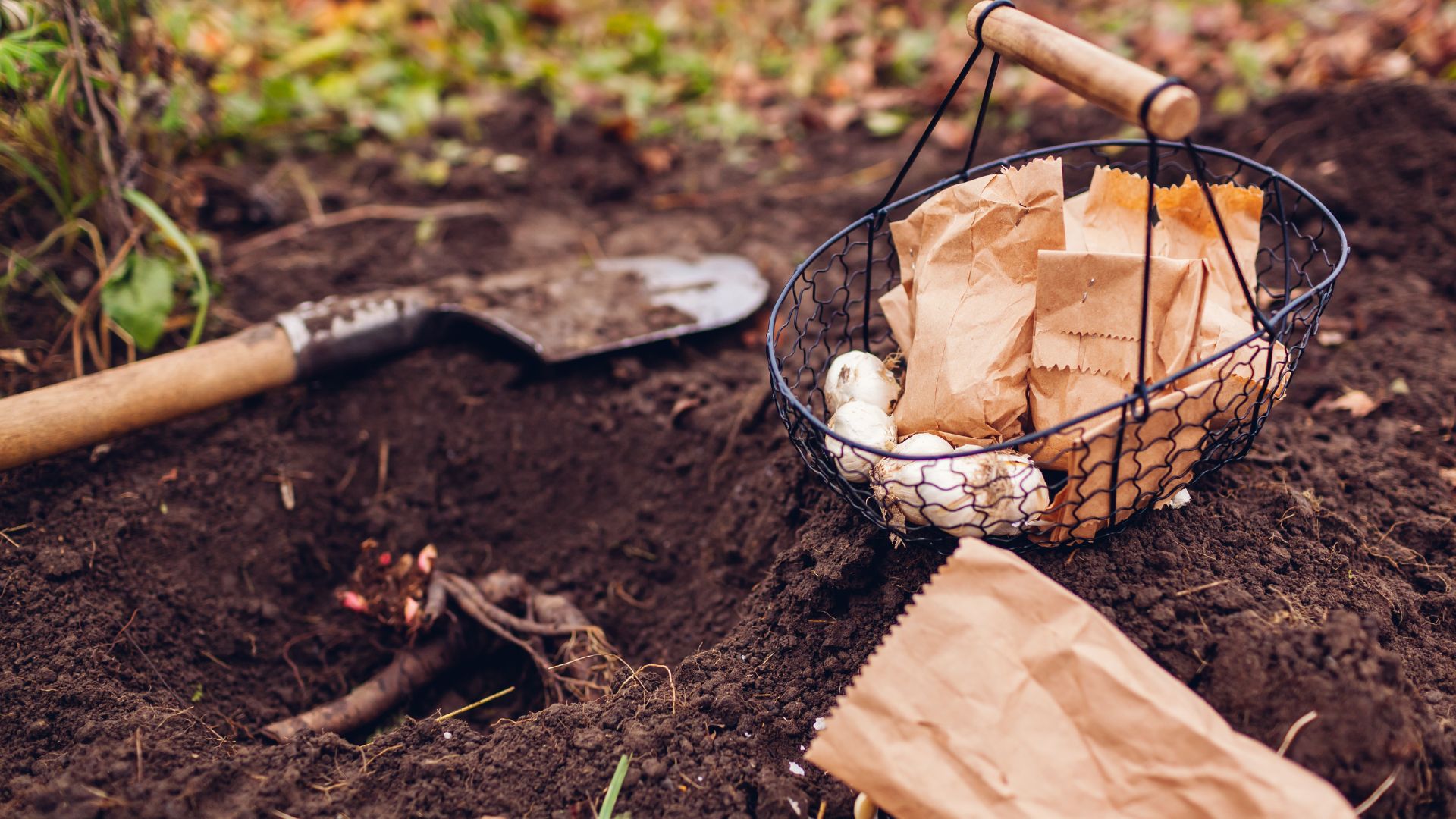 picture of bulb planting in an autumn garden