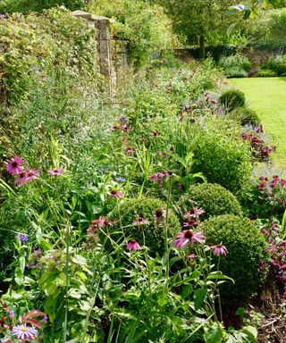 How to plant a cottage garden border - designed by Fi Boyle