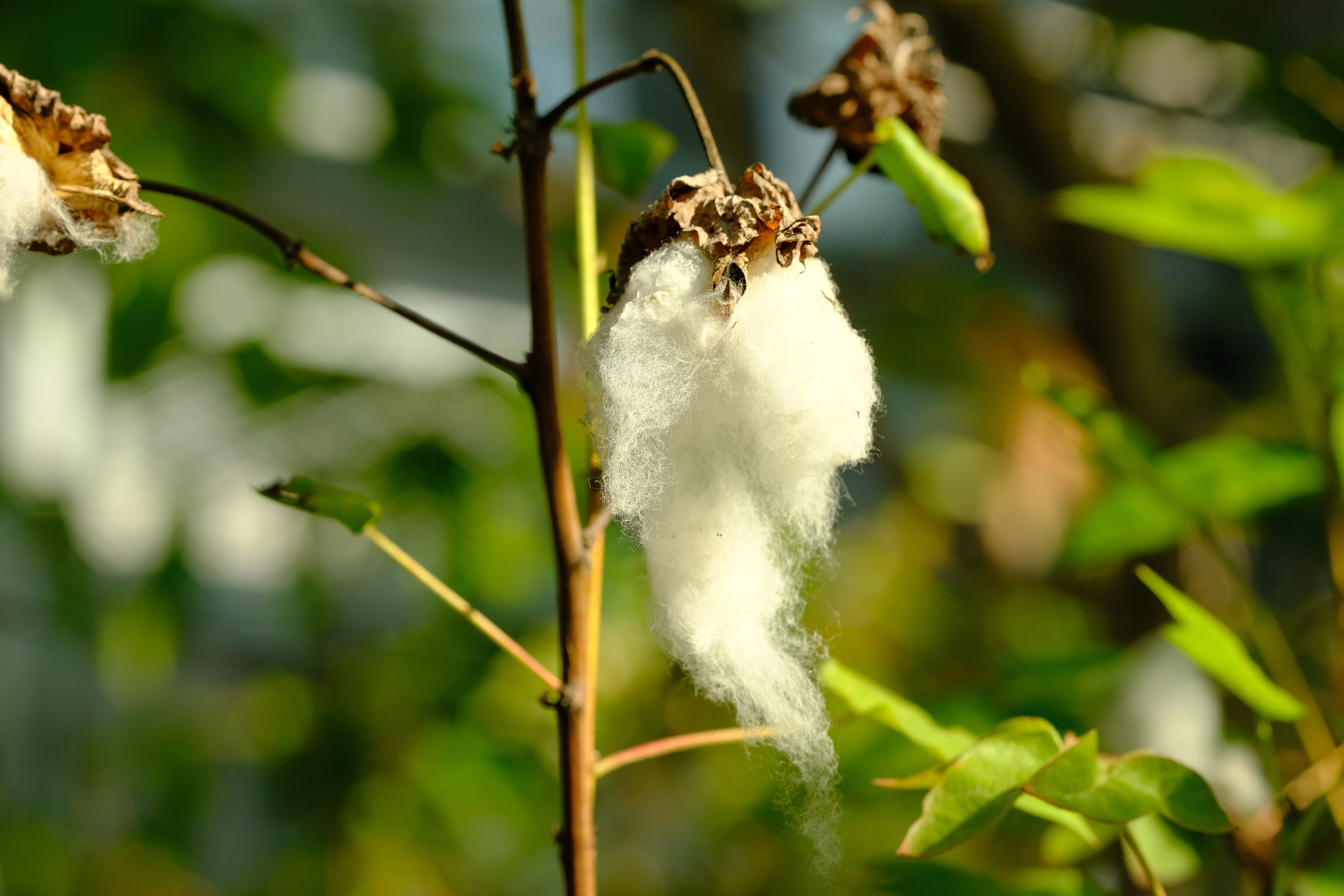 Seed head of a Sea Island cotton plant