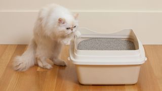 persian cat peering into litter box