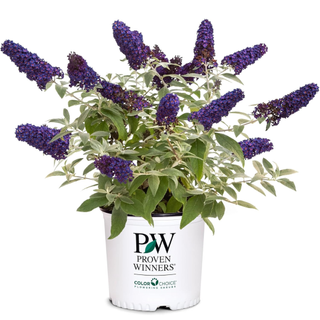 Pugster Buddleia