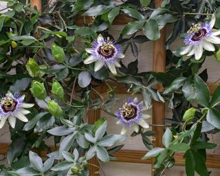 passion flower growing up a trellis against a garden wall