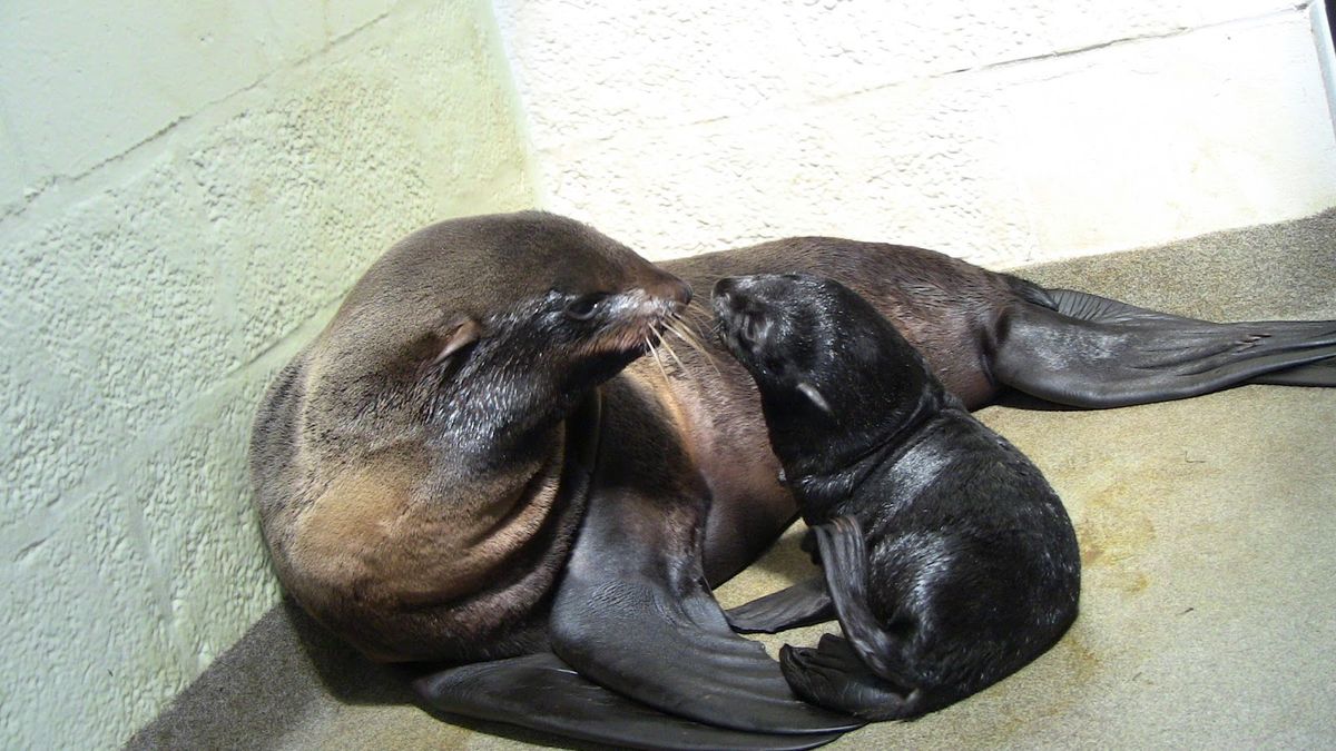 Northern seal pup and mother