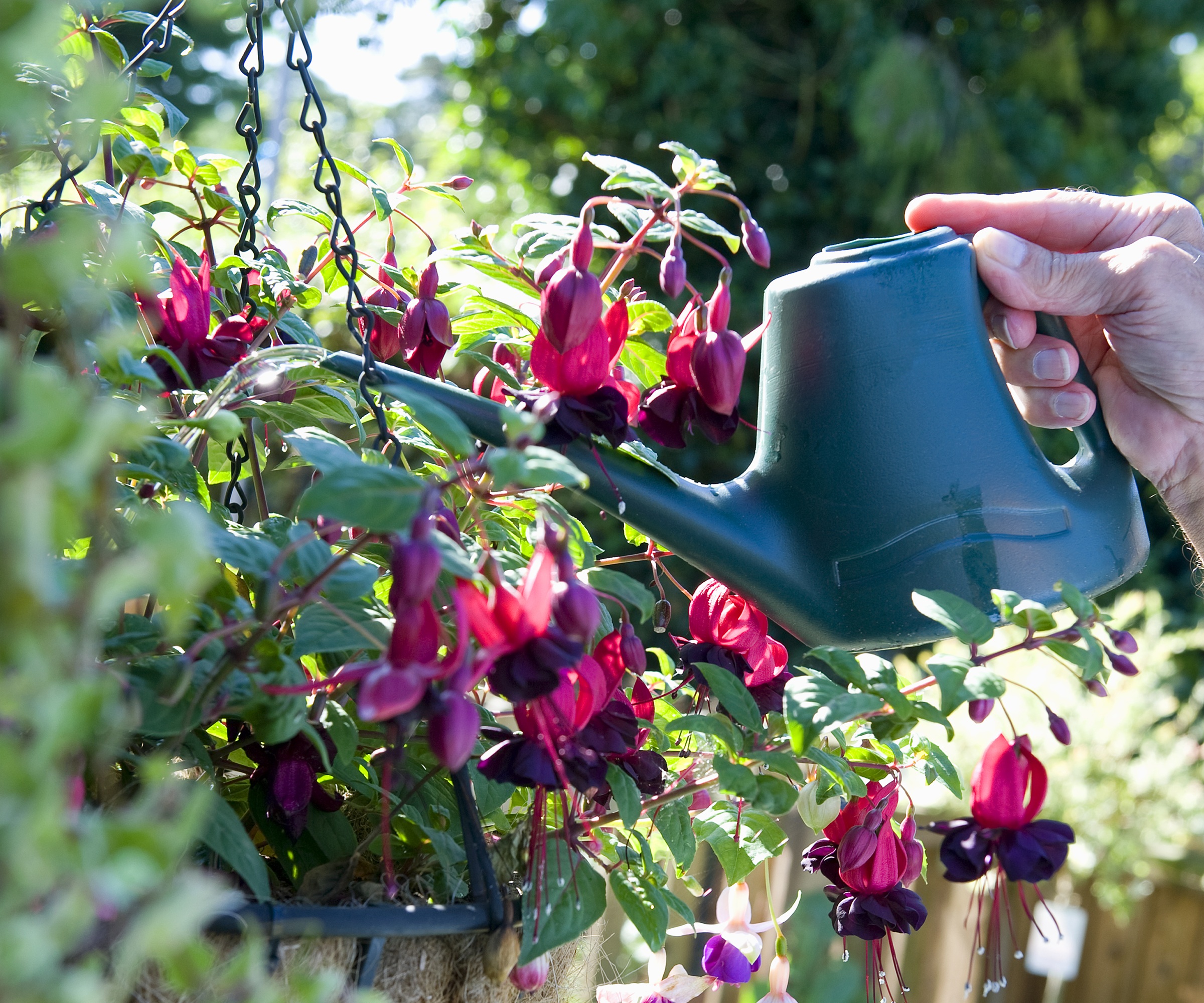 watering fuchsia in hanging basket