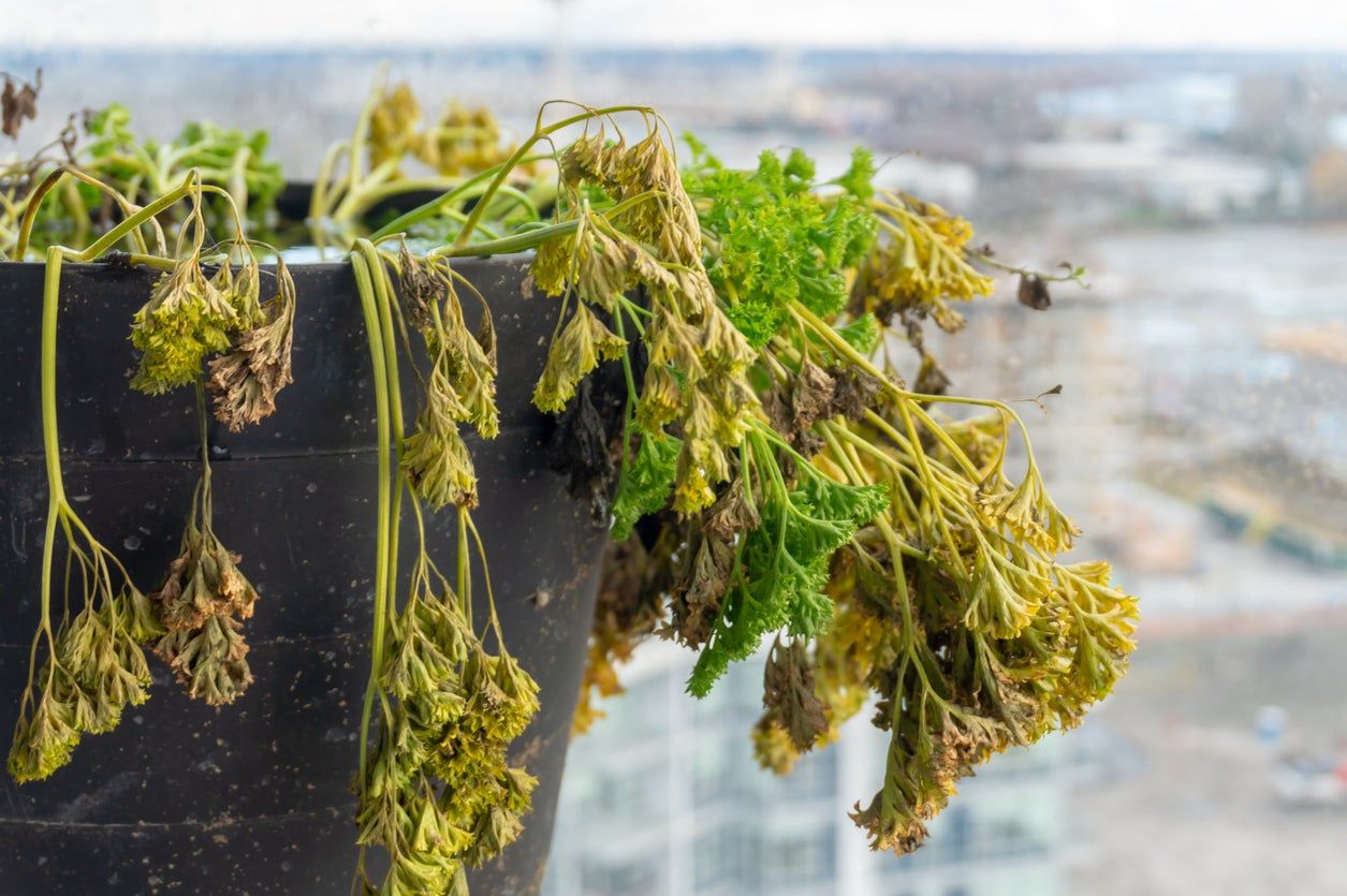 Wilted Parsley Plant In A Container