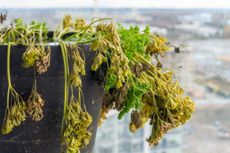 Wilted Parsley Plant In A Container