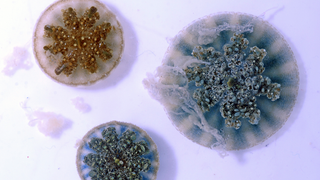 Upside-down jellyfish producing mucus