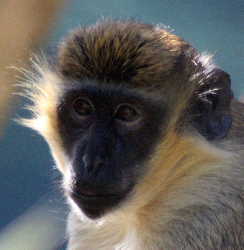 guenon monkey