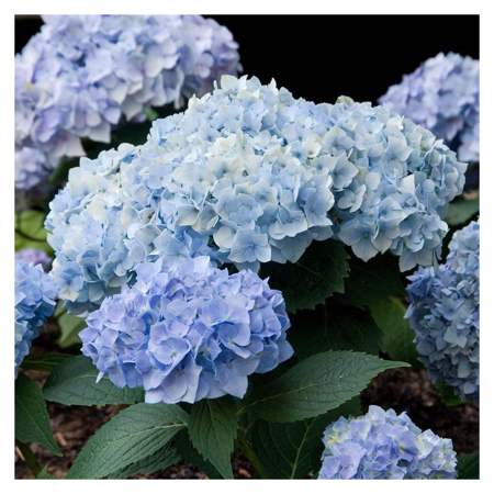 Summer Times Blue Hydrangea &amp;ndash; Vibrant Blue Mophead Flowering Shrub
