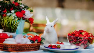 white rabbit on a table with flowers and strawberries