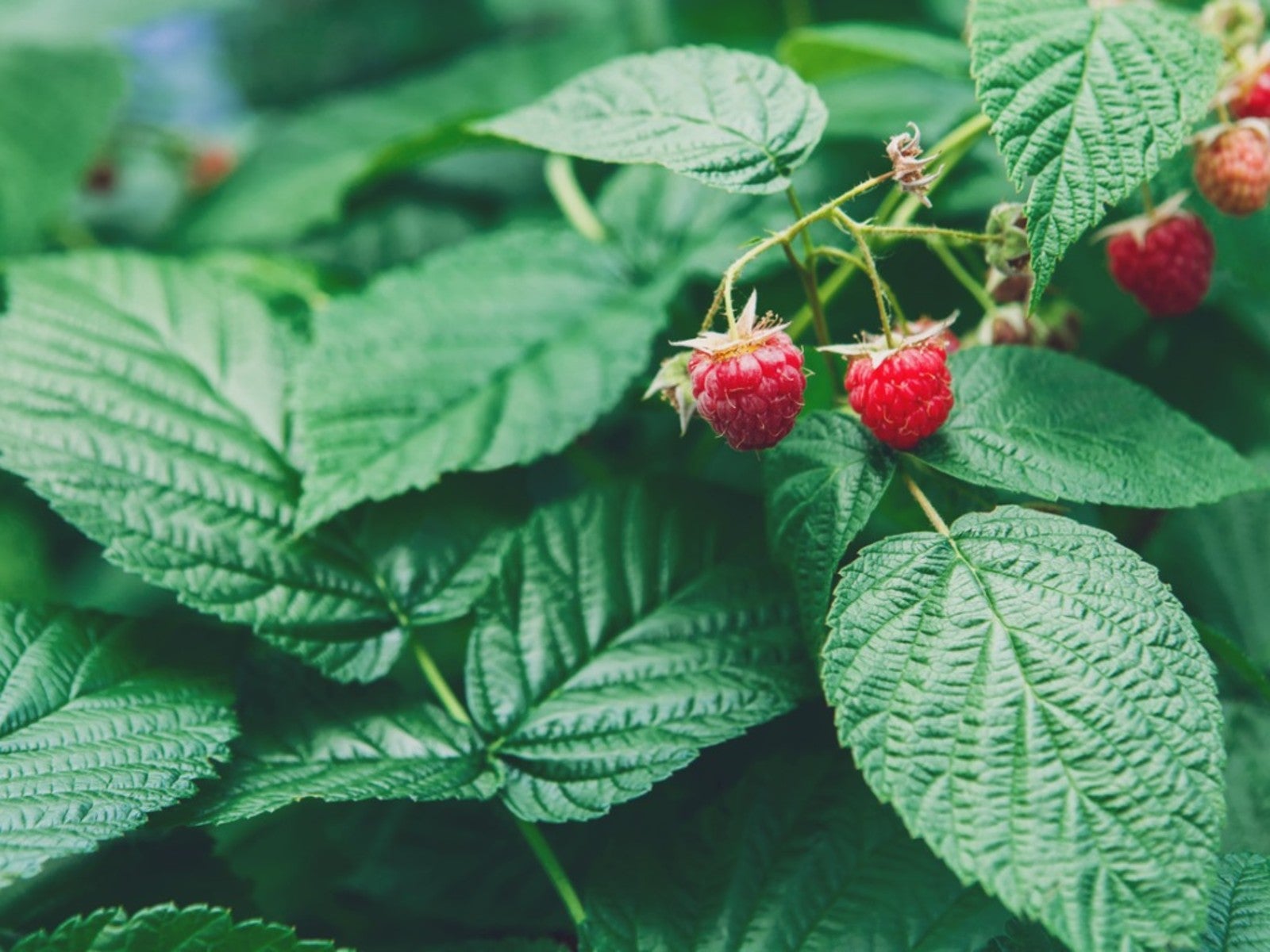 Raspberry Plant With No Berries: Raspberries Won't Form