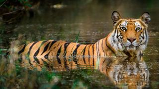 Bandhavgarh National Park, Madhya Pradesh