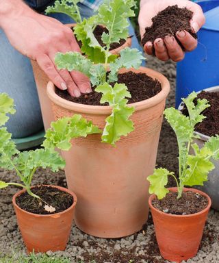 how to grow winter brassicas: Planting up variety Dwarf Green Curled kale into pots