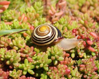 sedum with grove snail on young shoots in late summer
