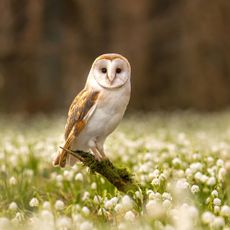 Barn owl (Tyto alba) sitting in spring snowflake plants