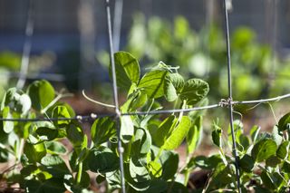 pea seedlings growing in a vegetable patch
