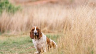 Basset hound sitting in the field